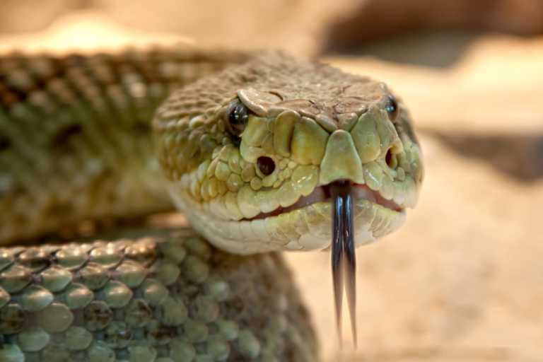 New Fossil Discovery Backs Up Genesis, Indicates Snakes Had Legs ...